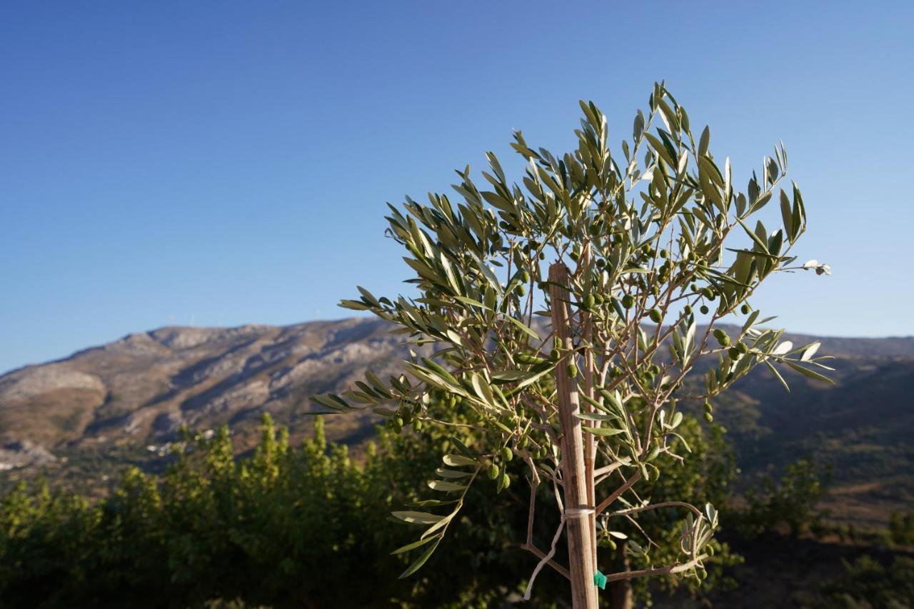 Villa Tzekos Kendrochori Exteriér fotografie